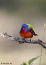 Painted Bunting