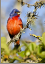 Painted Bunting