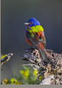 Painted Bunting