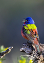 Painted Bunting