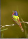 Painted Bunting