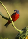 Painted Bunting