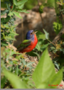 Painted Bunting