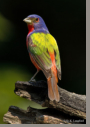 Painted Bunting by D.K. Langford