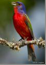 Painted Bunting by D.K. Langford