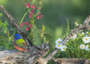 Painted Bunting by Michael Lustbader 2016