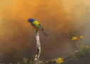 Painted Bunting by Peggy Blackwell 2015