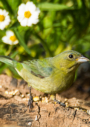 Painted Bunting by Preston Dodson 2016