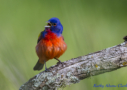 Painted Bunting by Kathy Adams Clark 2016