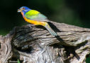 Painted Bunting by Peggy Blackwell 2016