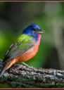 Painted Bunting by Debbie Chapman 2016