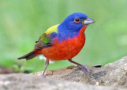 Painted Bunting by David Roberts 2016