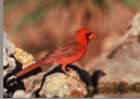 Northern Cardinal by D.K. Langford