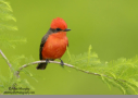 Vermilion Flycatcher by Alan Murphy