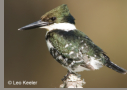 Green Kingfisher by Leo Keeler 2006