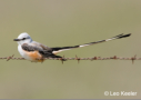 Scissor-tailed Flycatcher by Leo Keeler