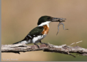 Green Kingfisher with frog by Leo Keeler 2006