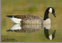 Canada Goose by Alan Murphy