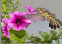 Black-chinned Hummingbird by Tom Ellis 2012