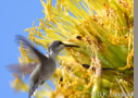 Black-chinned Hummingbird by D.K. Langford