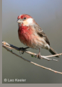 House Finch with white cheeks by Leo Keeler 2006