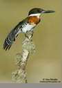 Green Kingfisher by Alan Murphy