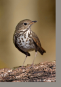 Hermit Thrush by D.K. Langford