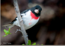 Rose-breasted Grosbeak by J.M. Hicks