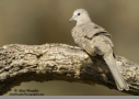 Inca Dove by Alan Murphy