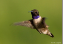 Black-chinned Hummingbird by D.K. Langford