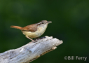 Carolina Wren by Bill Ferry