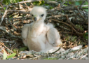 Red-tailed Hawk chick by Leo Keeler 2006
