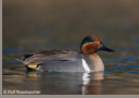 Green winged Teal Duck by Rolf Nussbaumer