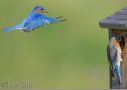 Eastern Bluebirds by Tom Ellis 2012