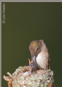 Black-chinned Hummingbird by Leo Keeler 2006