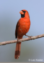 Northern Cardinal by Leo Keeler