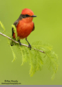 Vermilion Flycatcher by Alan Murphy