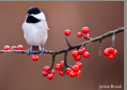 Carolina Chicadee by Janice Braud