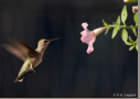 Black-chinned Hummingbird by D.K. Langford