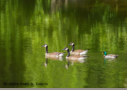 Canada Geese and Mallard by Patti A. Edens 2013