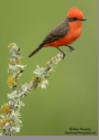 Vermilion Flycatcher by Alan Murphy