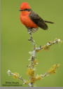 Vermilion Flycatcher by Alan Murphy