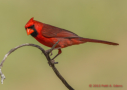 Northern Cardinal by Patti A. Edens 2013