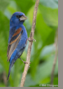 Blue Grosbeak by Mel Ellingsen