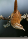 Carolina Wren by D.K. Langford