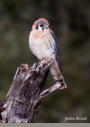 Wild American Kestrel by Janice Braud