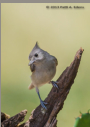Tufted Titmouse by Patti A. Edens 2013