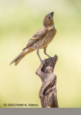 House Finch (f) by Patti A. Edens 2013