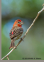 House Finch by Patti A. Edens 2013