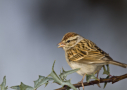 Chipping sparrow by Kathy Adams Clark